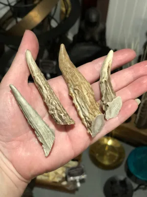 Deer Antler Tips